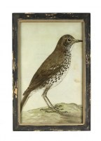 Bild Amsel 33x23cm 29